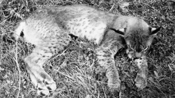 „Luchs tot!“